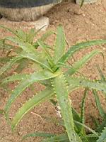 Aloe Arborescens (fam Asphodelacees) (Afrique du sud) (06) (Photo F. Mrugala)